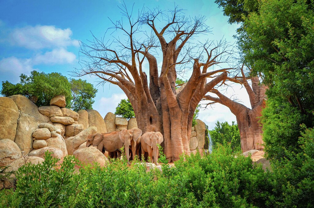 Bioparc Valencia