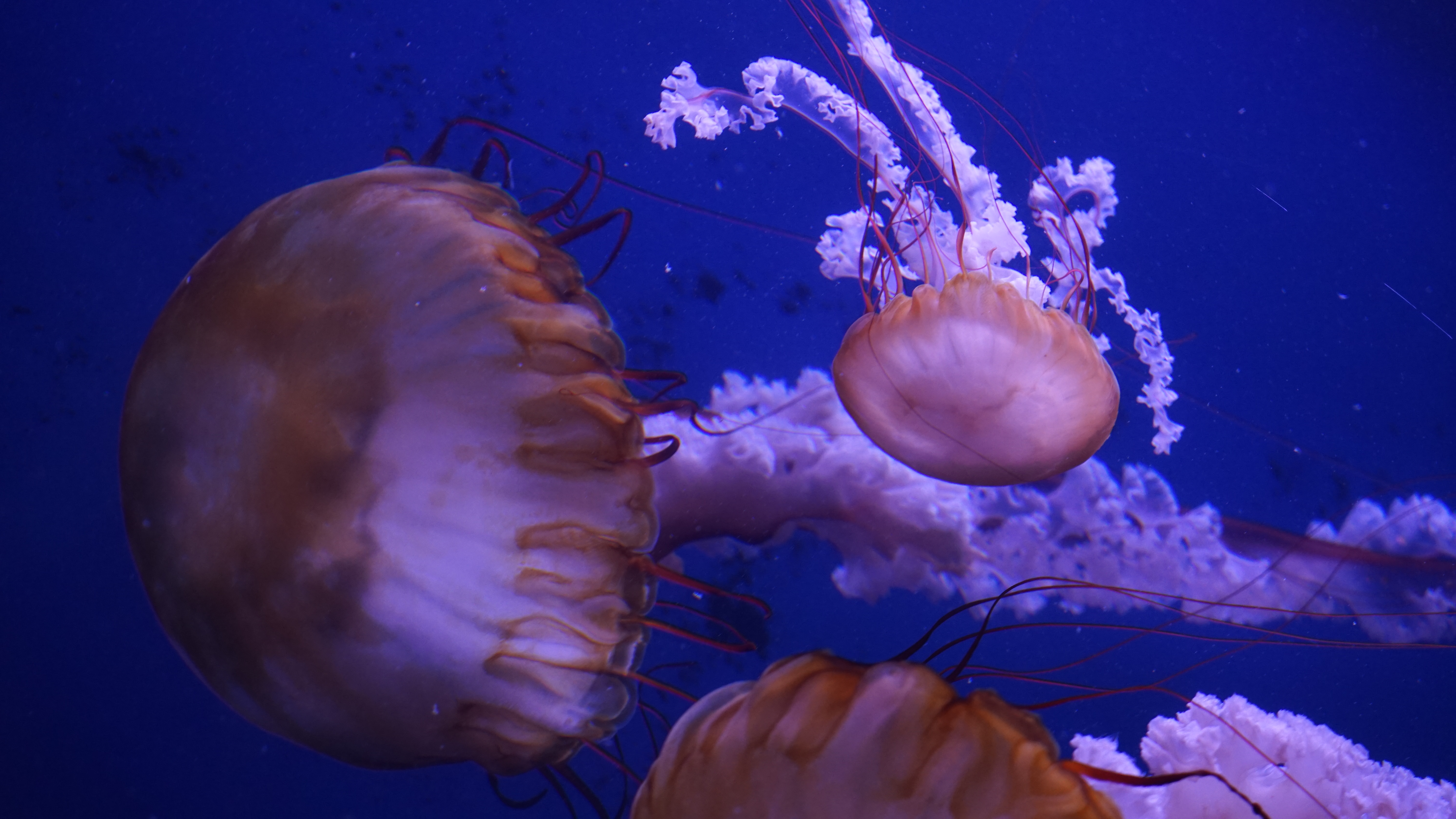 Oceanogràfic
