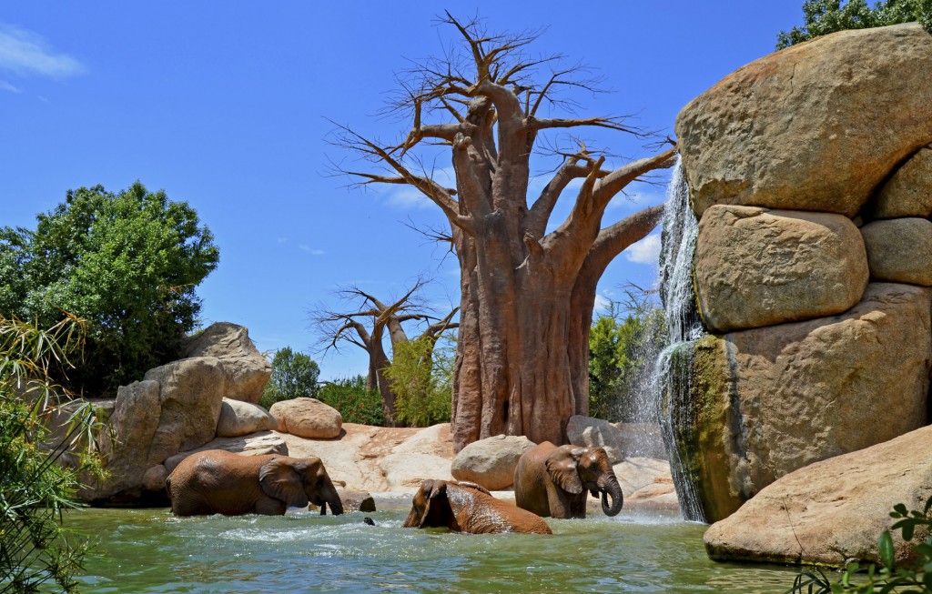 Bioparc València