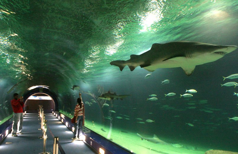 Tiburones Oceanogràfic