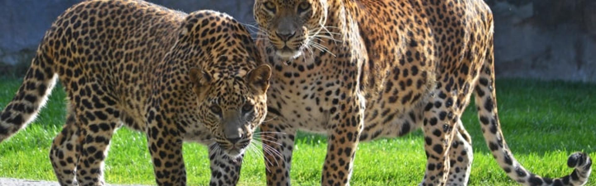 Bioparc