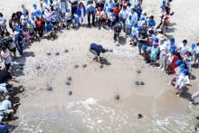 Suelta de tortugas València